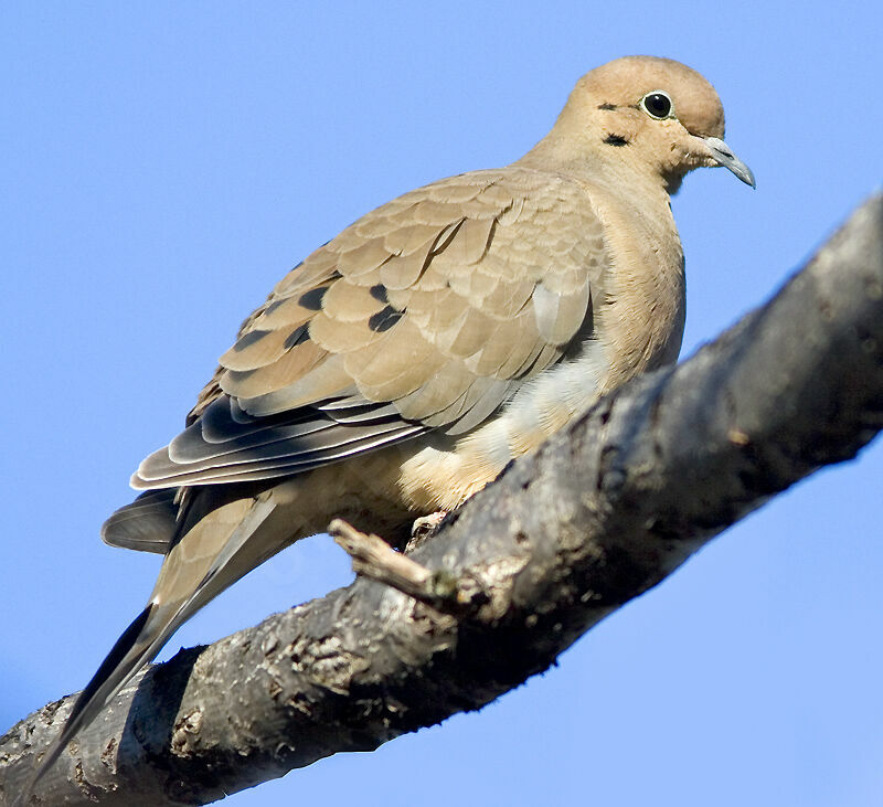 Mourning Dove