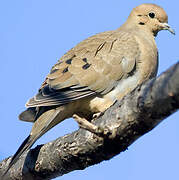 Mourning Dove