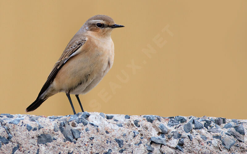 Northern WheatearThird  year, identification