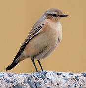 Northern Wheatear