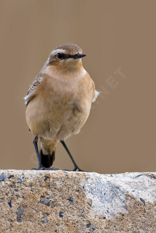 Northern WheatearThird  year, identification