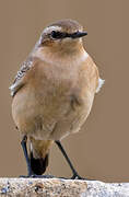 Northern Wheatear