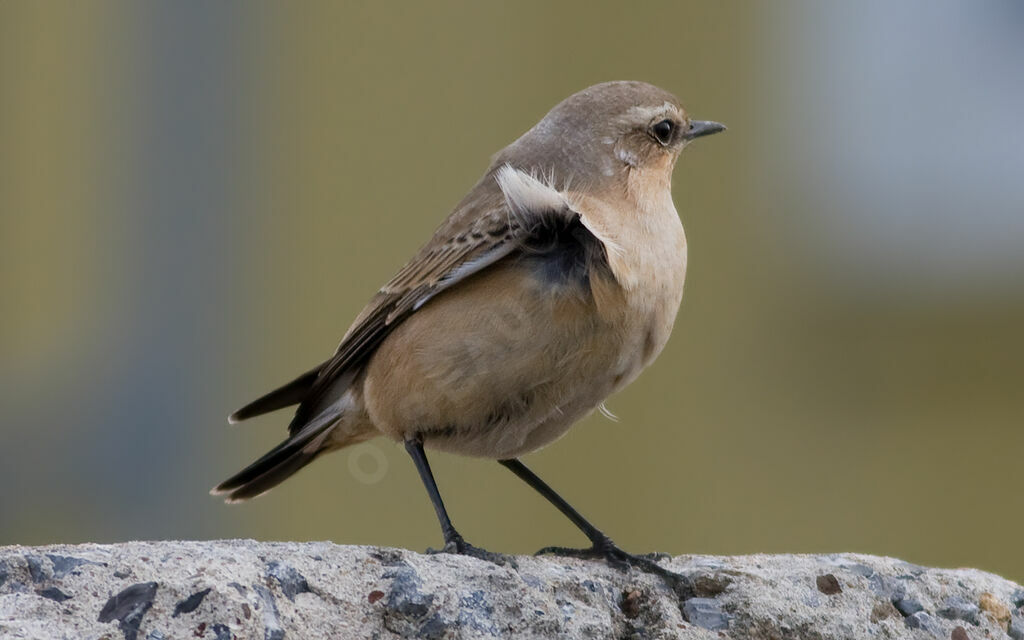 Northern WheatearThird  year, identification