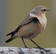 Northern Wheatear