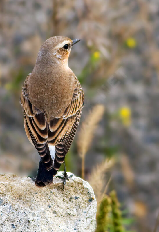 Northern WheatearThird  year, identification