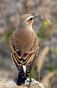 Northern Wheatear