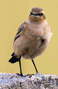 Northern Wheatear