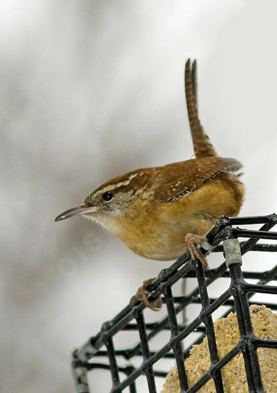 Carolina Wren