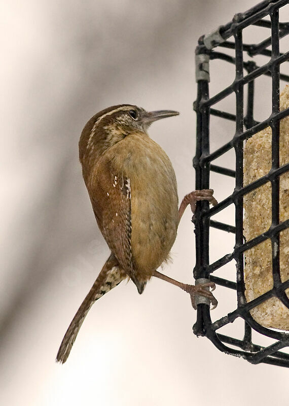 Carolina Wren