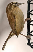 Carolina Wren