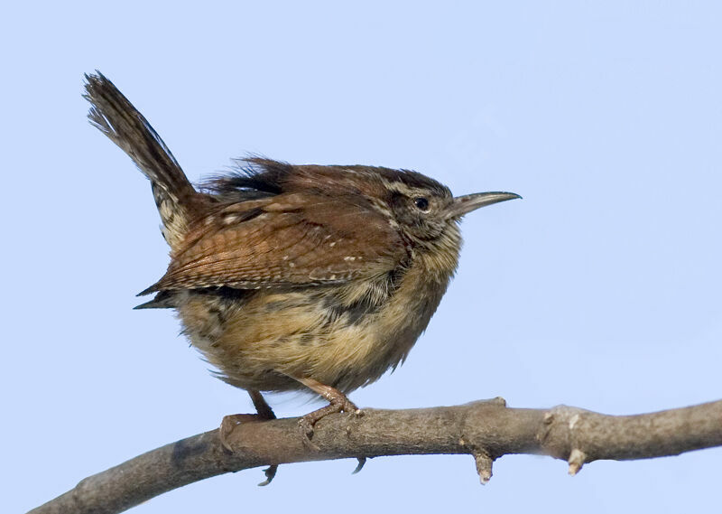 Carolina Wren