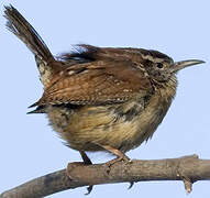 Carolina Wren