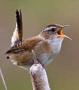 Marsh Wren