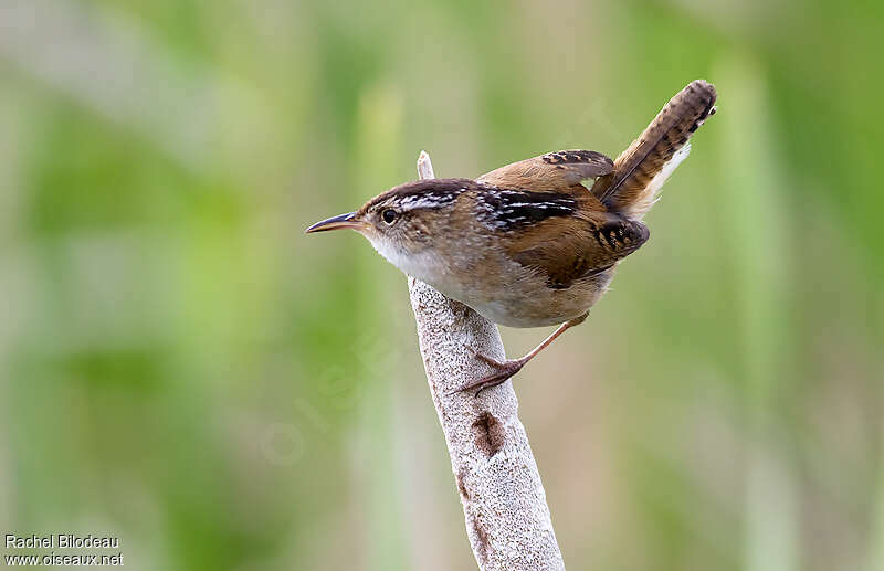 Marsh Wrenadult, identification