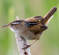 Marsh Wren