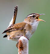 Marsh Wren