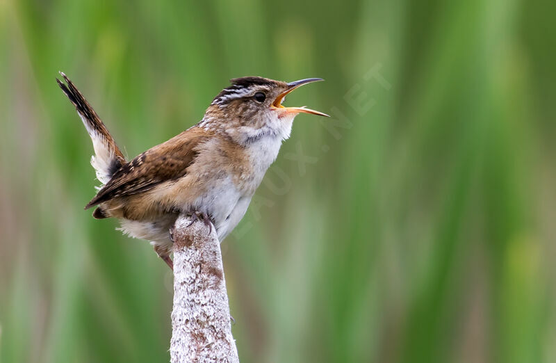 Marsh Wren, identification