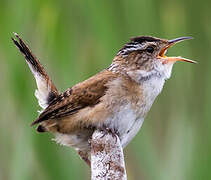 Marsh Wren