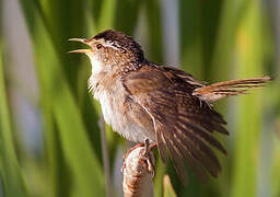 Marsh Wren