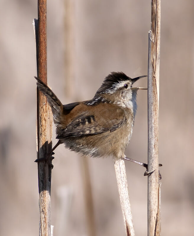 Marsh Wren, identification, Behaviour