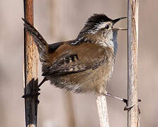 Marsh Wren