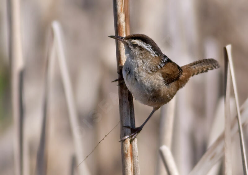 Troglodyte des marais, identification, Comportement