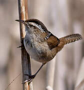 Marsh Wren