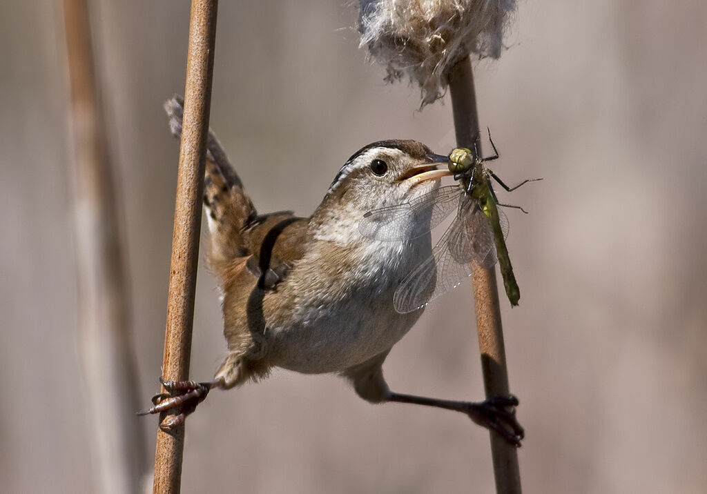 Marsh Wren, identification, Flight, feeding habits, Behaviour