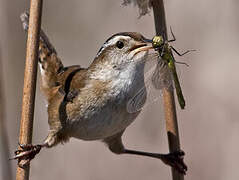 Marsh Wren