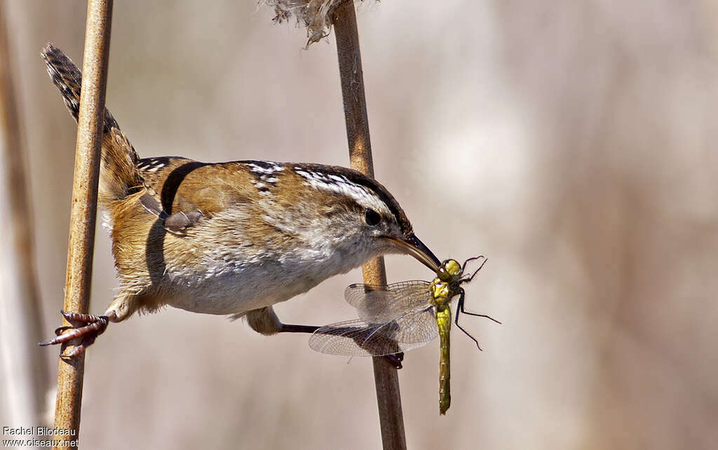 Marsh Wrenadult, identification, feeding habits, Behaviour