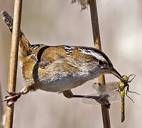 Marsh Wren