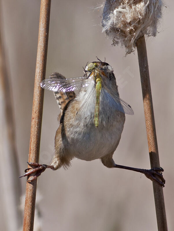 Marsh Wren, identification, feeding habits, Behaviour