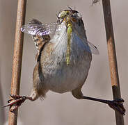 Marsh Wren