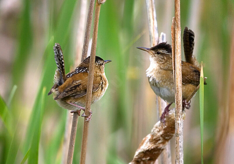 Marsh Wren