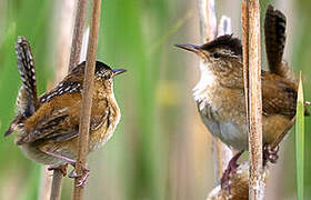 Marsh Wren