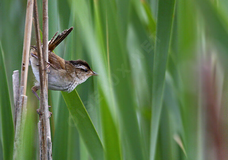 Marsh Wrenadult