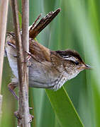 Marsh Wren