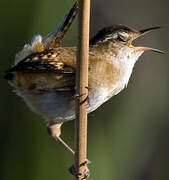 Marsh Wren