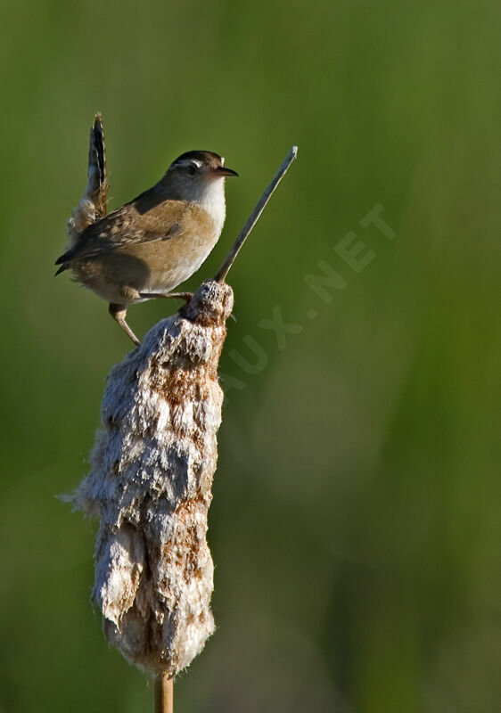 Marsh Wren