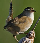 Marsh Wren