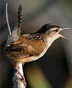 Marsh Wren