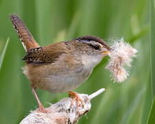 Marsh Wren