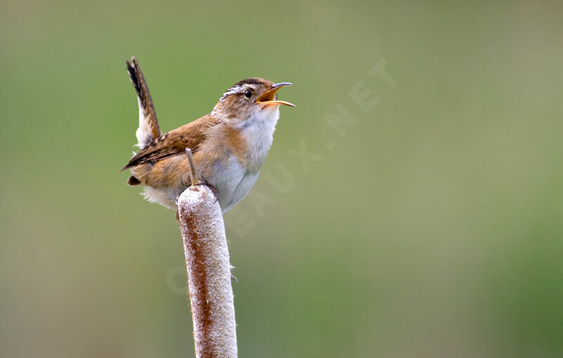 Troglodyte des maraisadulte, identification, Comportement