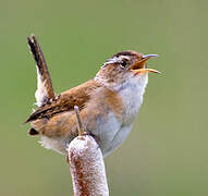 Marsh Wren