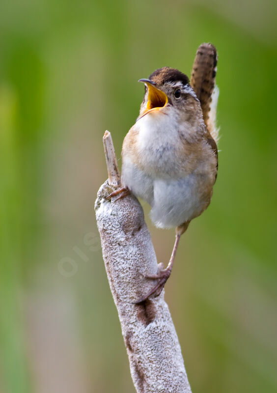 Marsh Wrenadult, identification, Behaviour