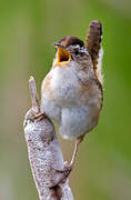 Marsh Wren