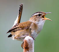 Marsh Wren