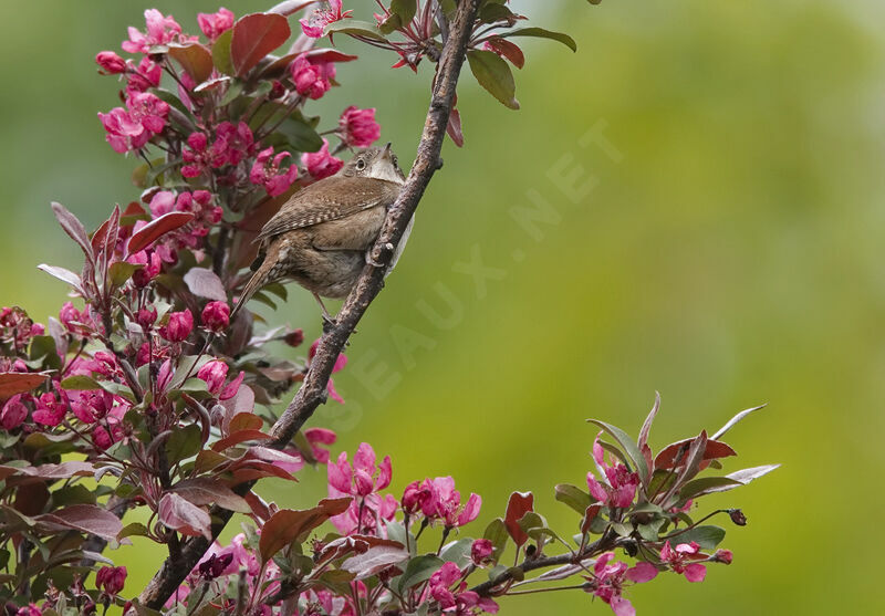 House Wren