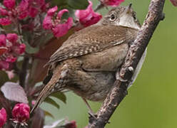 Northern House Wren