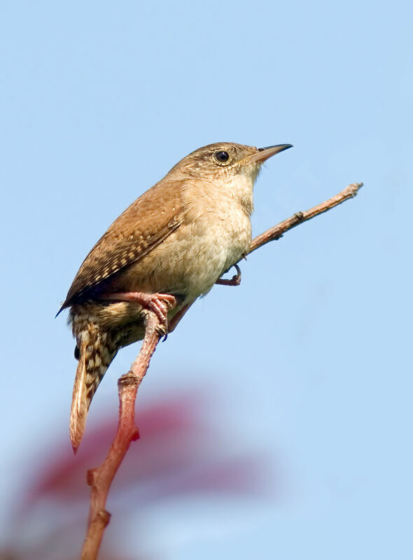 House Wren